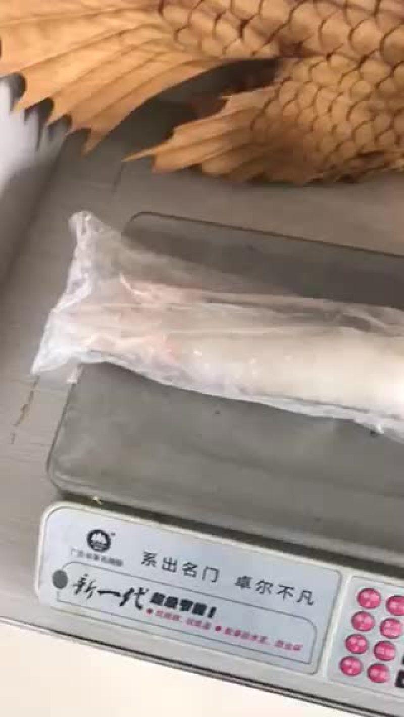 单冻鱿鱼