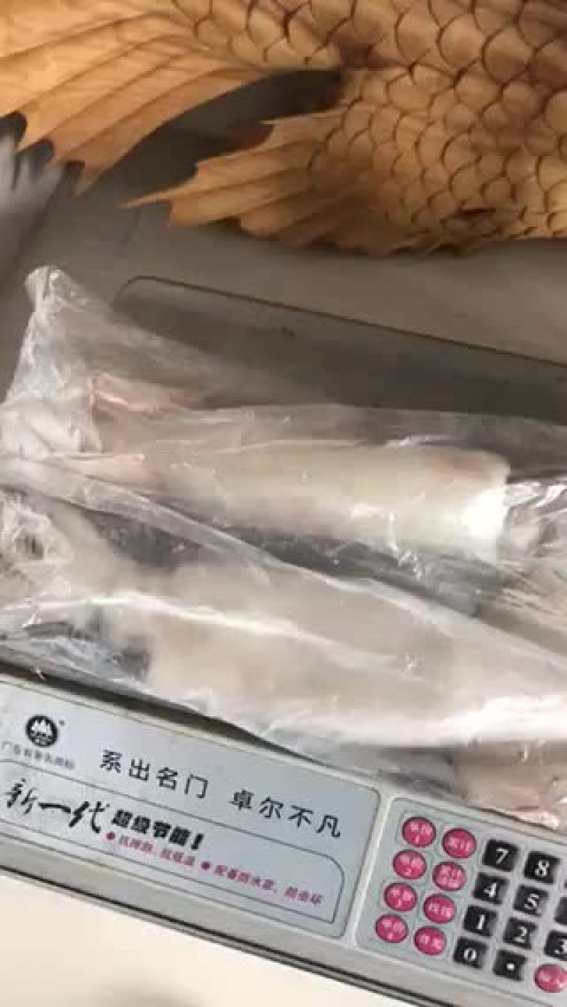 单冻鱿鱼