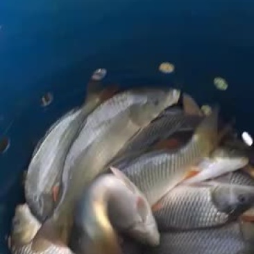 大量供应各种规格鲤鱼