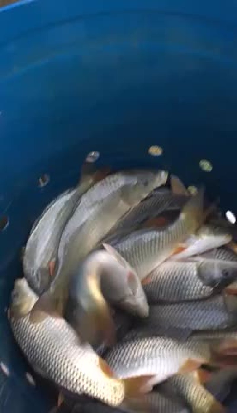 大量供应各种规格鲤鱼