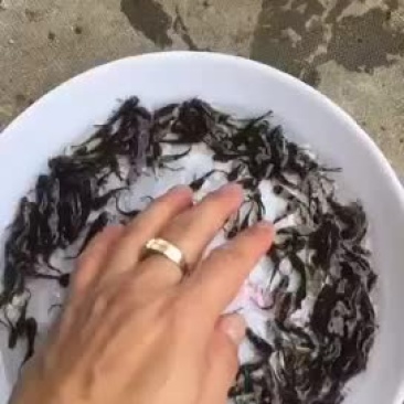 黄骨鱼苗