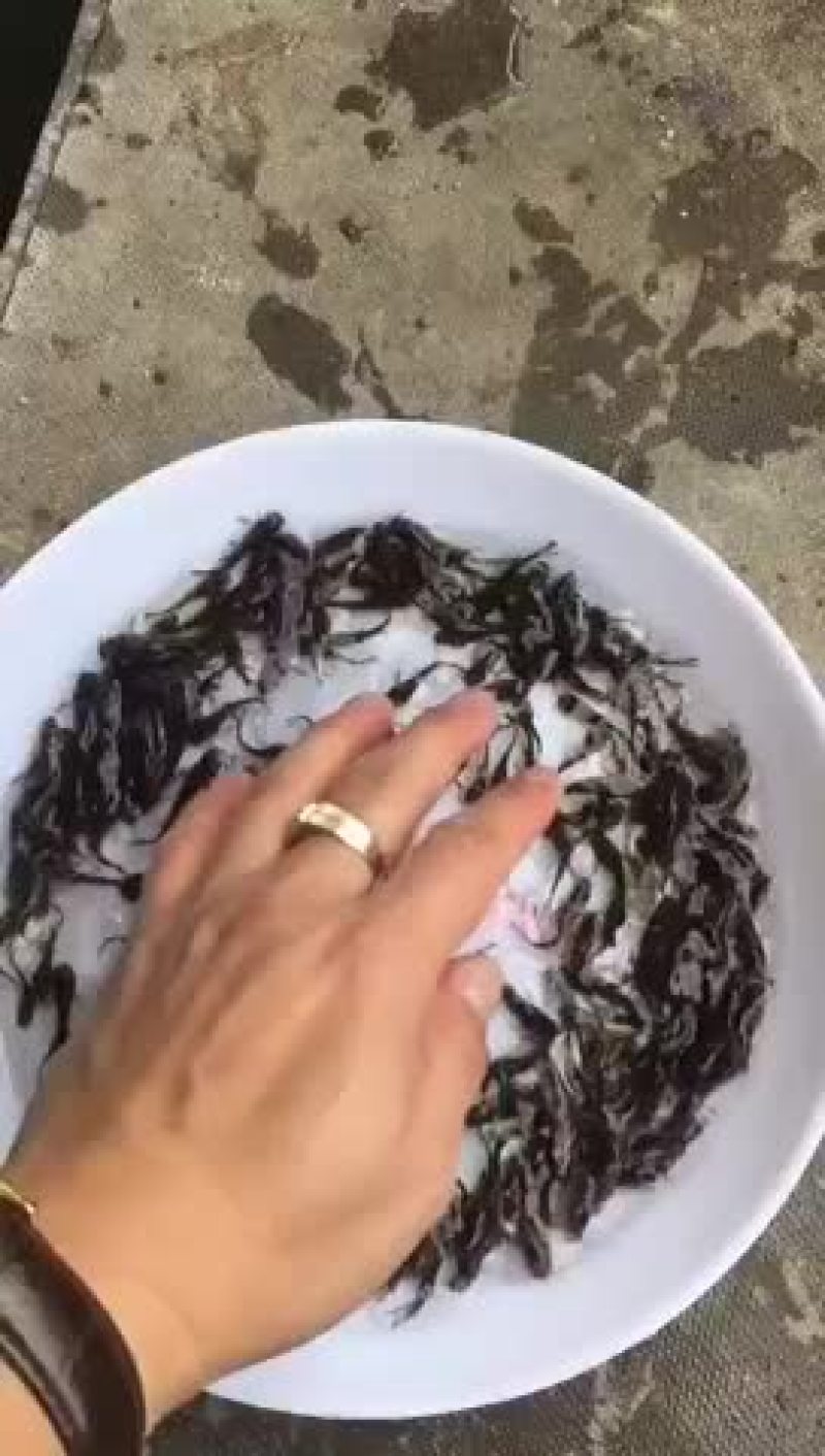 黄骨鱼苗