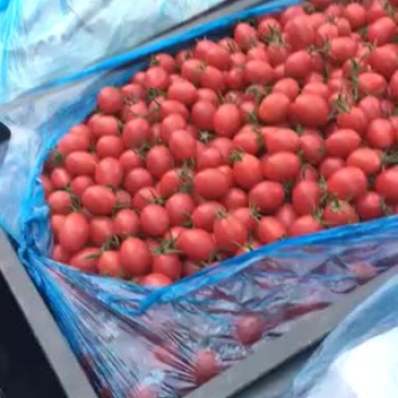 海南陵水千禧圣女果