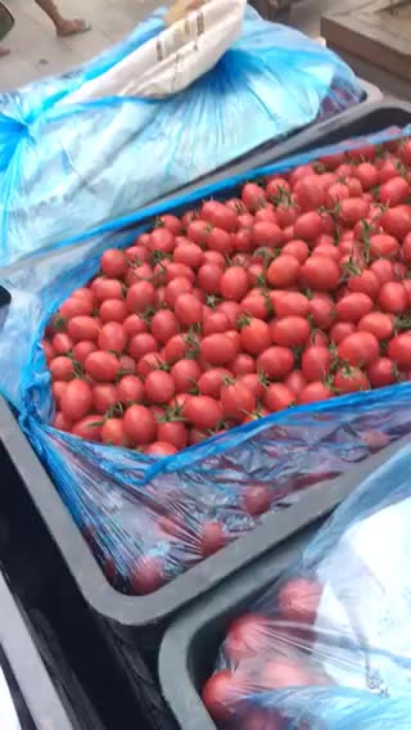 海南陵水千禧圣女果