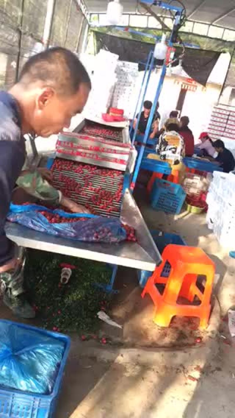 海南陵水千禧圣女果