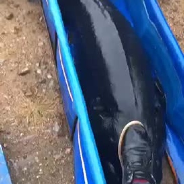 鱘鱼