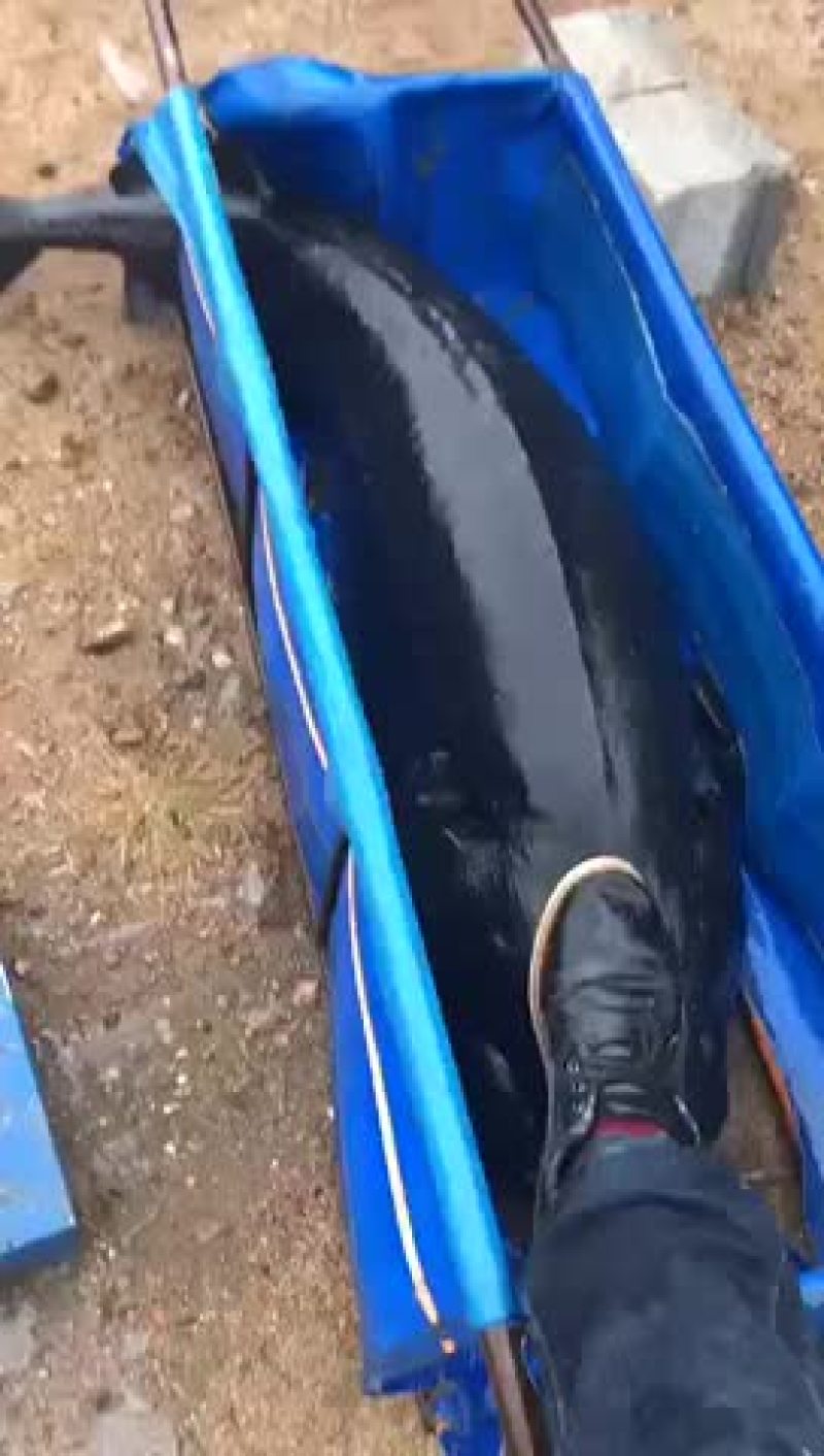 鱘鱼