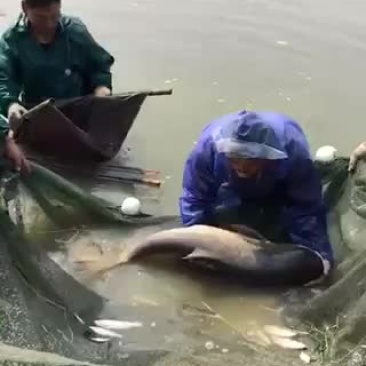 有大头鱼