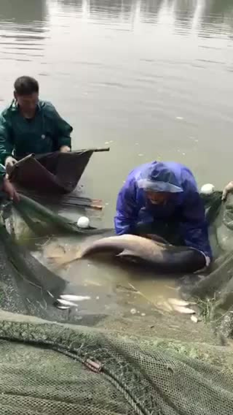 有大头鱼
