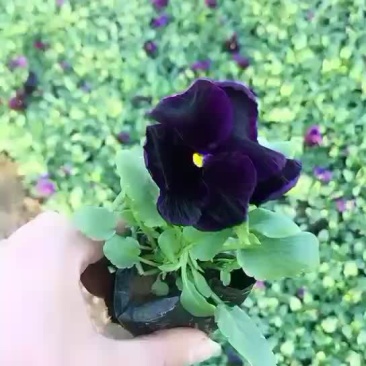 优质三色堇