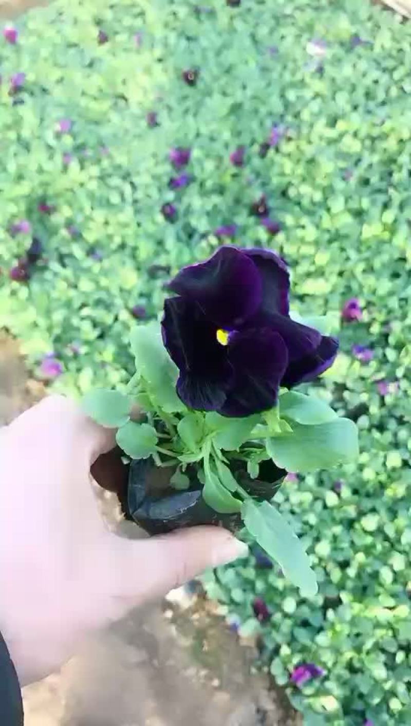 优质三色堇
