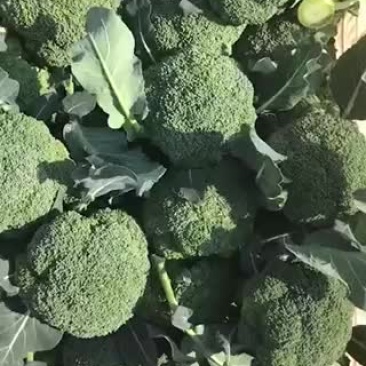 西兰花