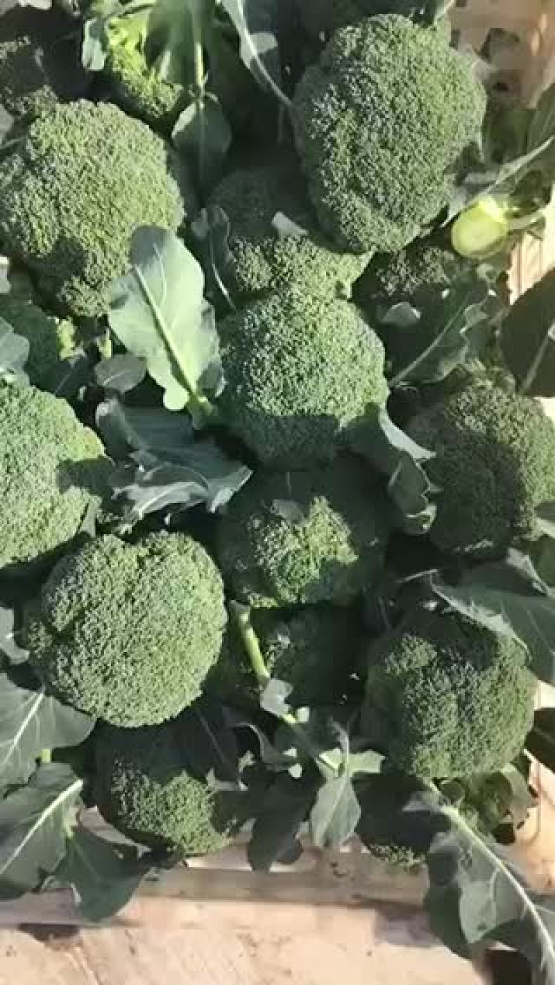 西兰花