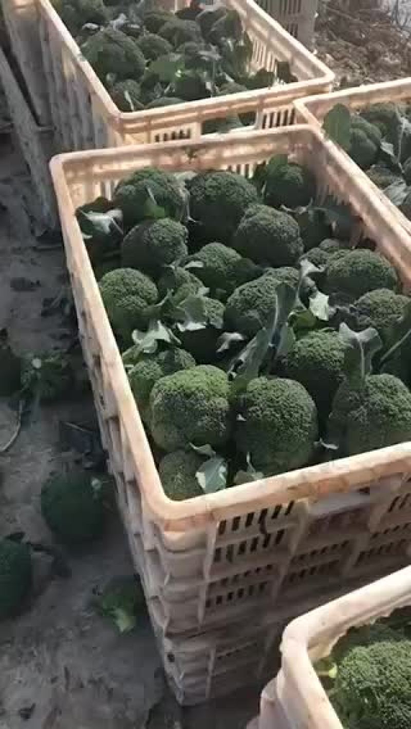 西兰花