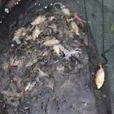 泥猛鱼