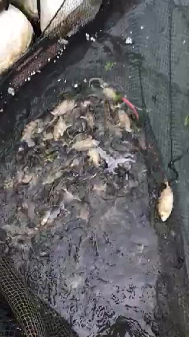 泥猛鱼