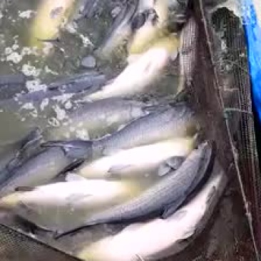 原塘溧阳青鱼