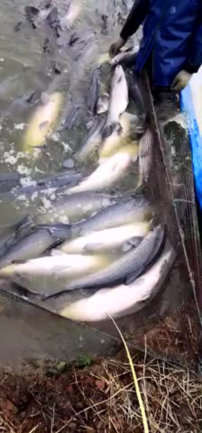 原塘溧阳青鱼