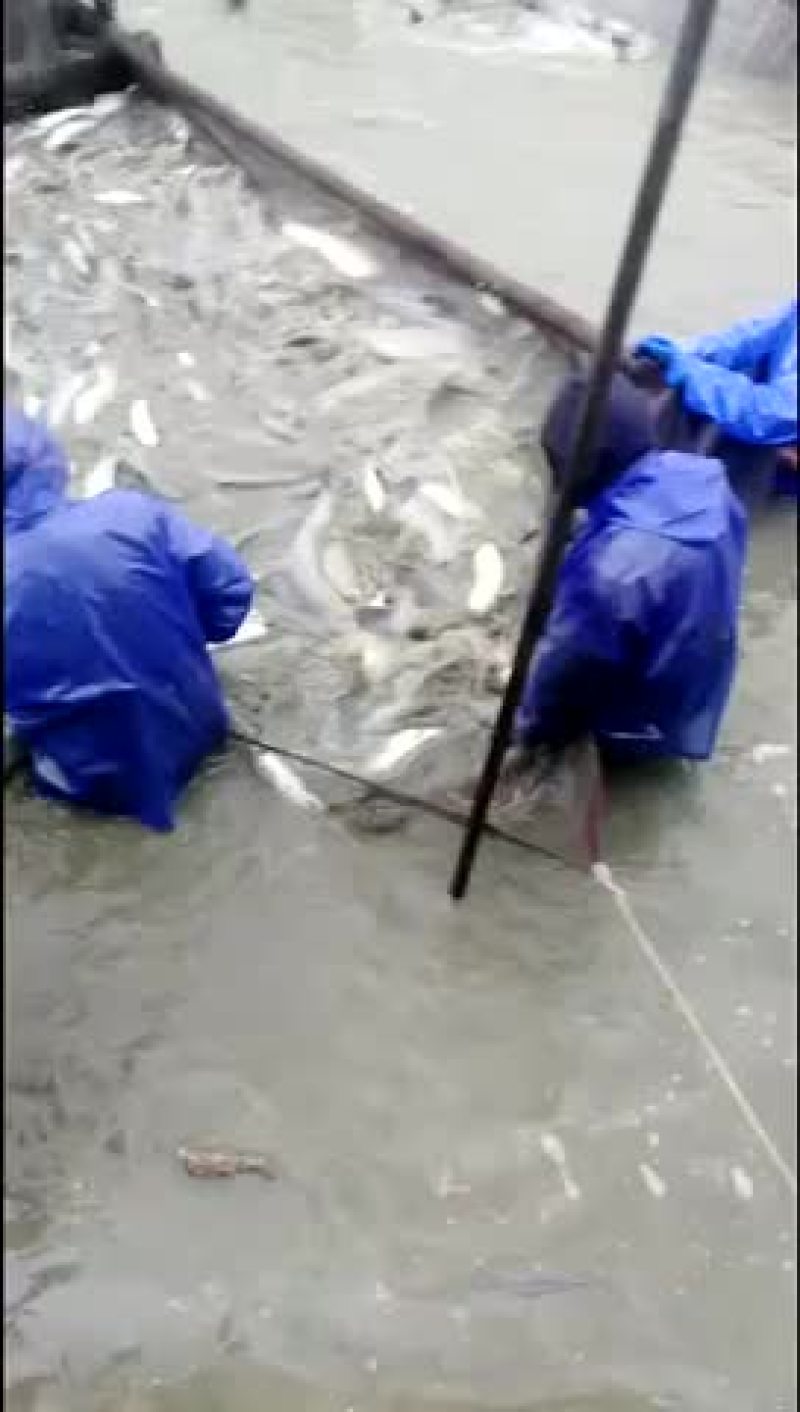 原塘溧阳青鱼