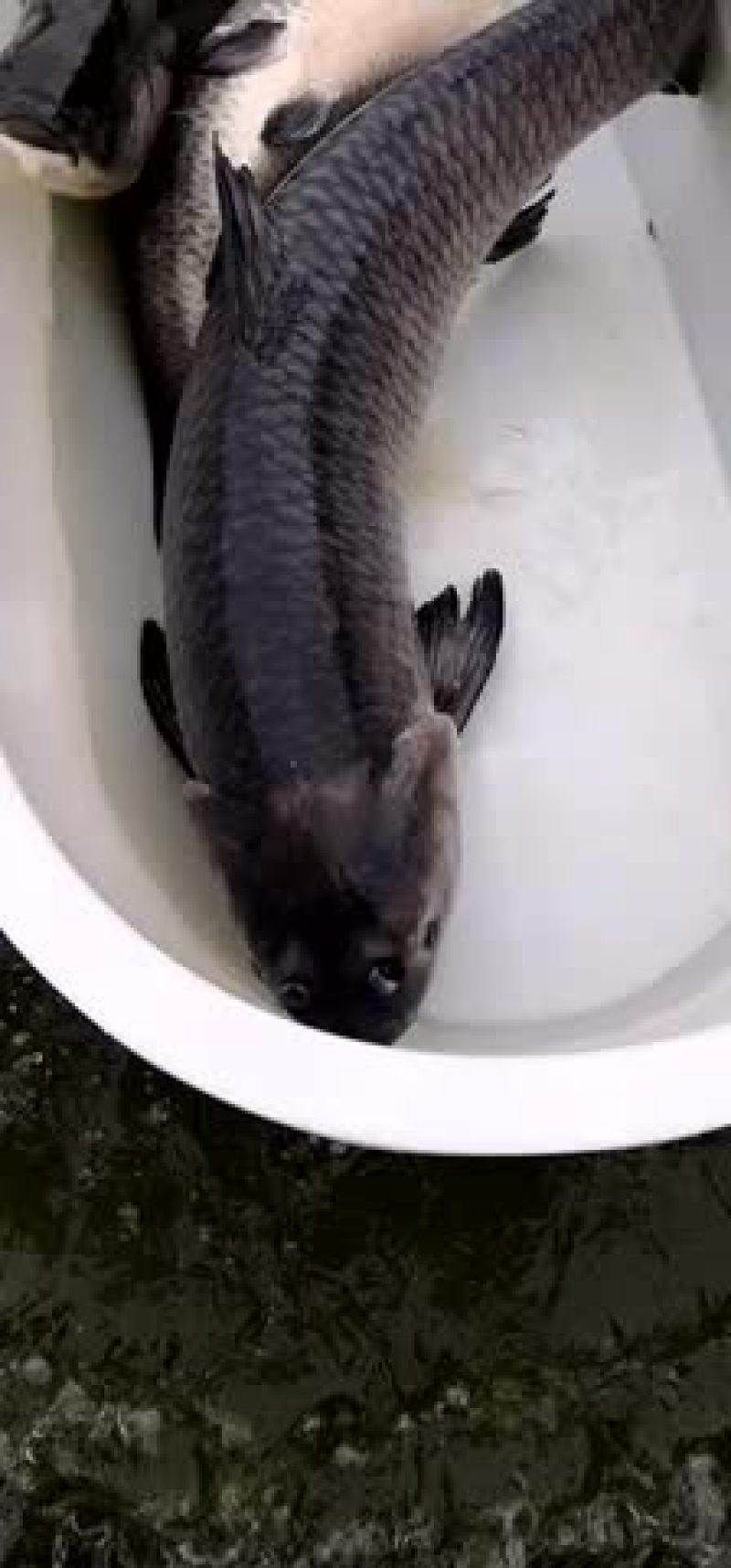 原塘溧阳青鱼