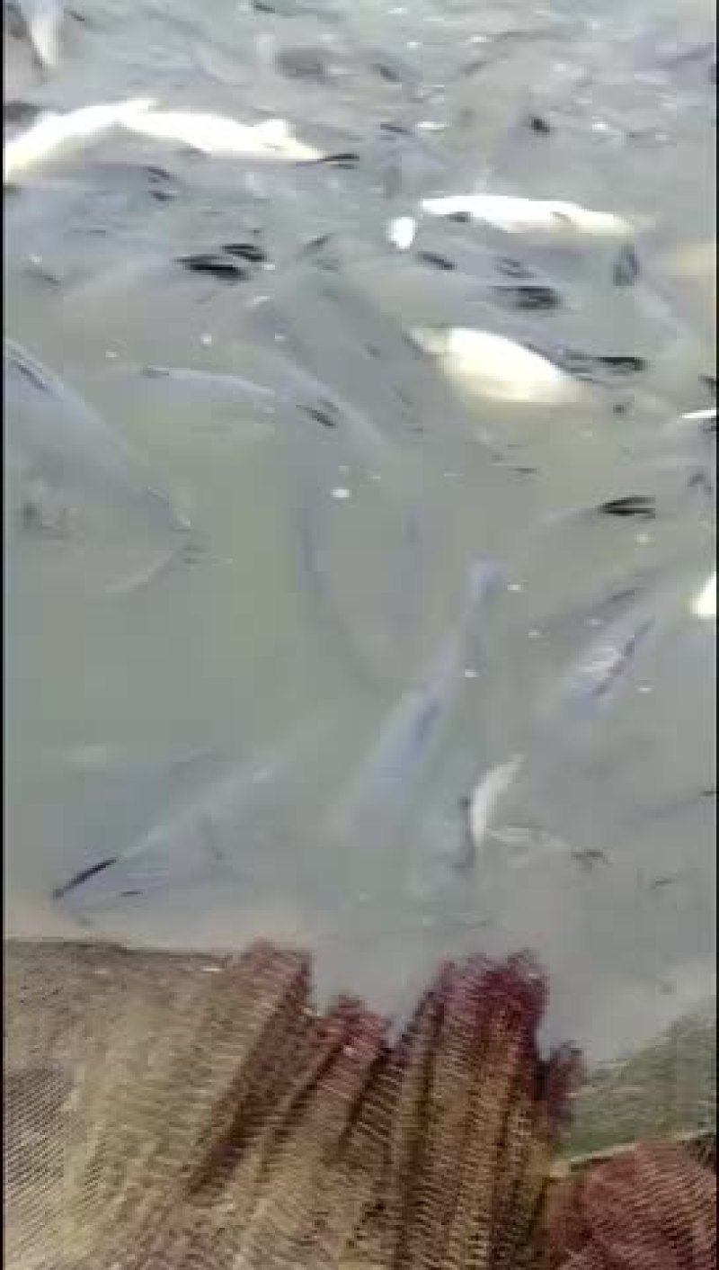 原塘溧阳青鱼