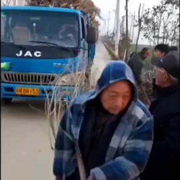 木槿树苗庭院绿篱围墙花卉植物木槿树苗室内盆栽
