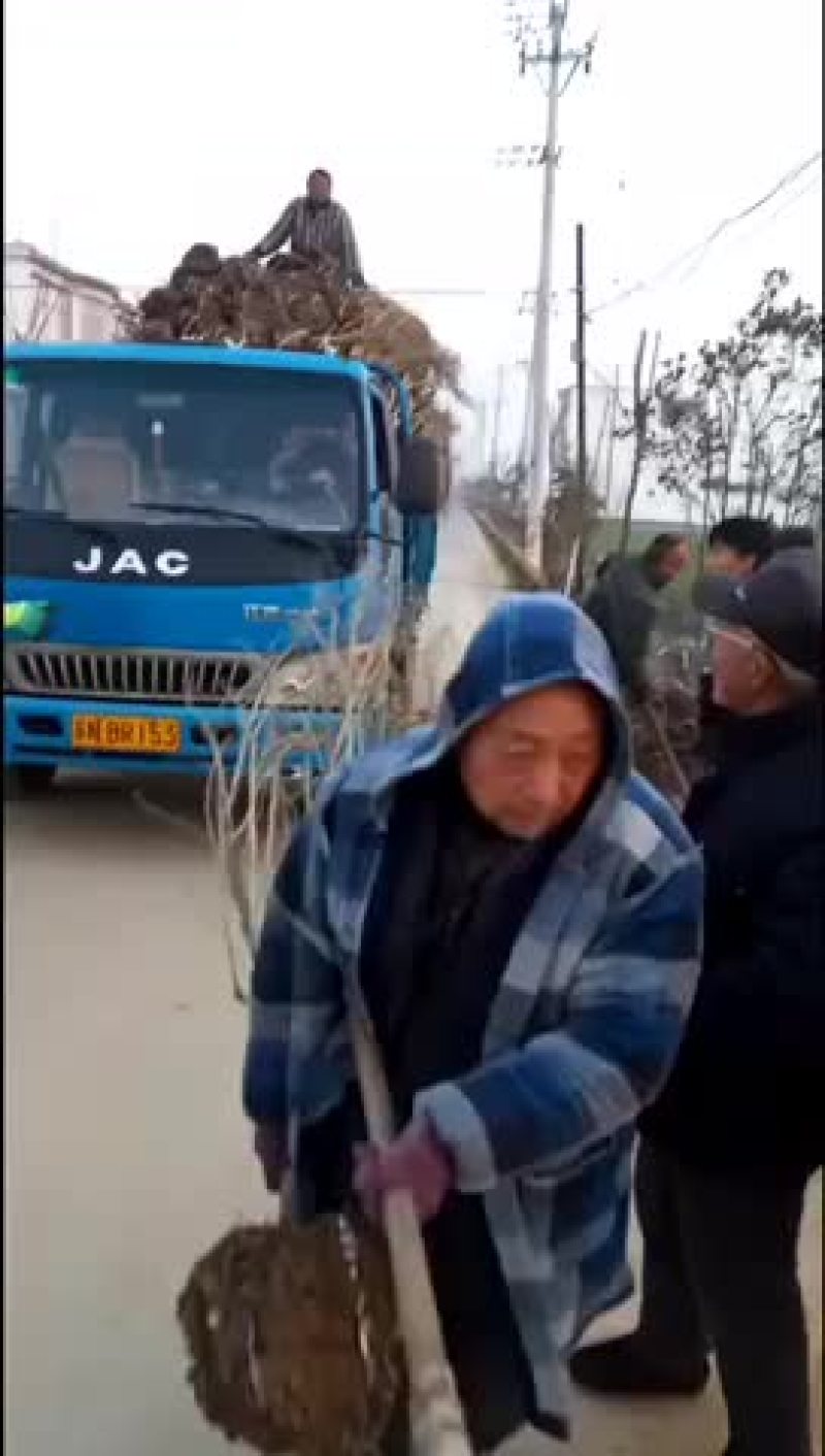 木槿树苗庭院绿篱围墙花卉植物木槿树苗室内盆栽