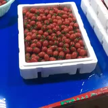 千禧圣女果