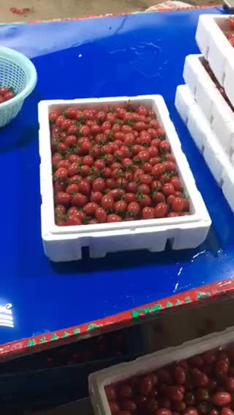 千禧圣女果