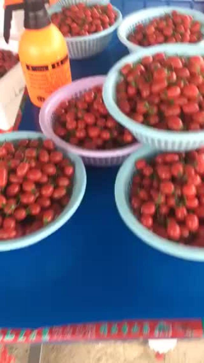 千禧圣女果