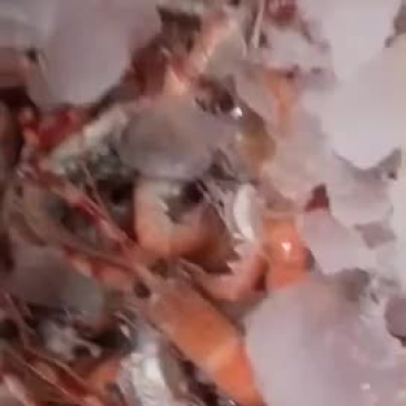 海龙虾
