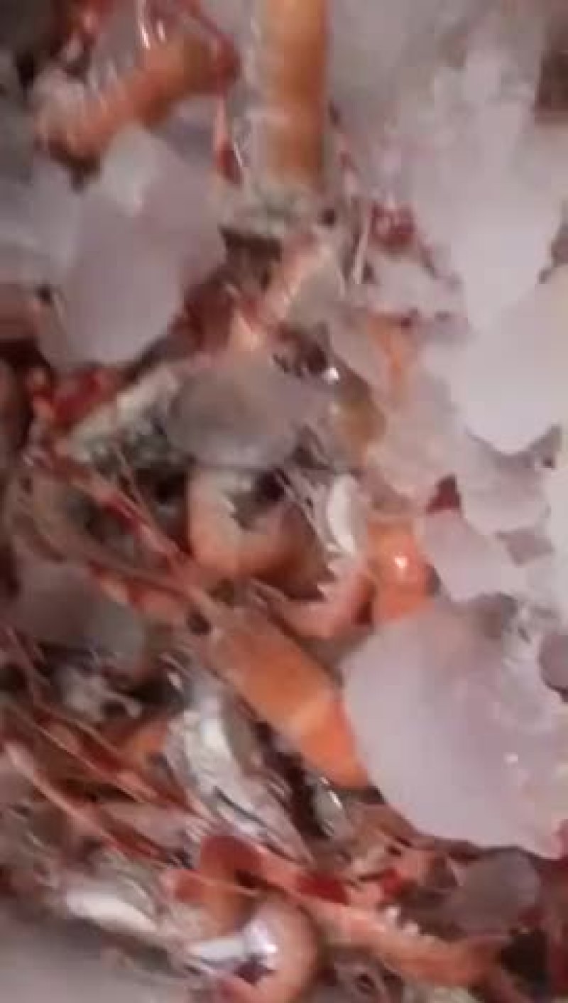 海龙虾
