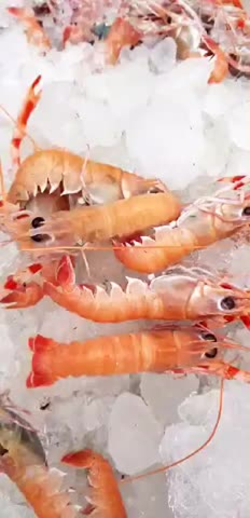 海龙虾