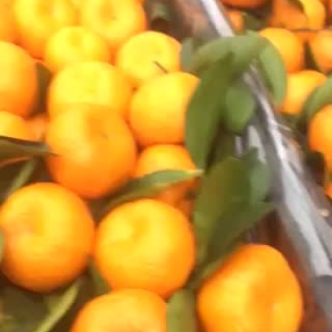 南丰蜜橘
