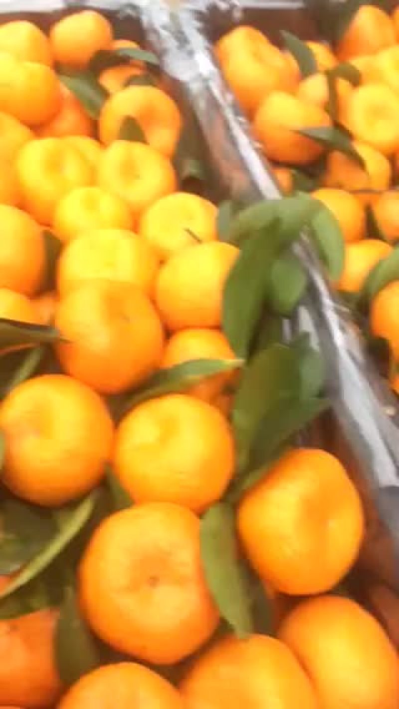 南丰蜜橘