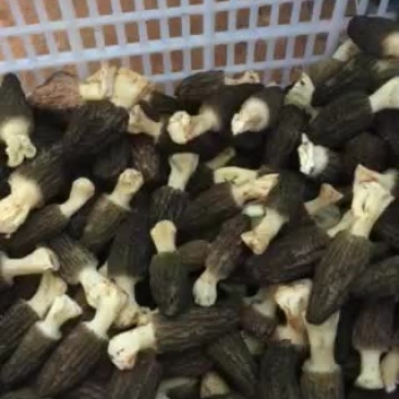 鲜羊肚大量供应