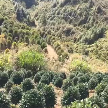 红豆杉