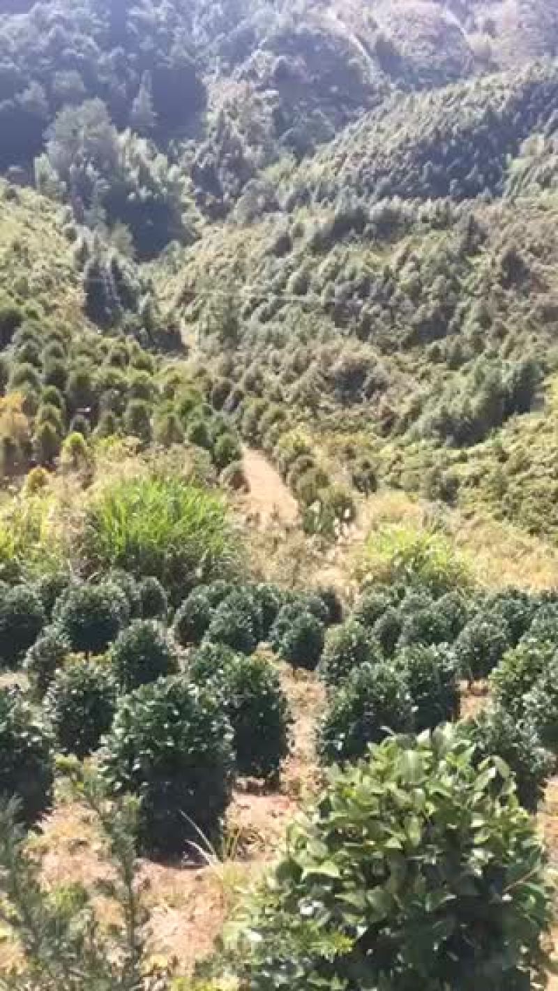 红豆杉