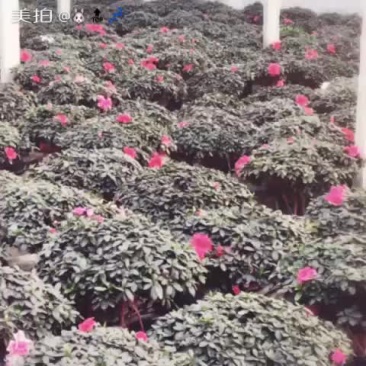 开花杜鹃出售