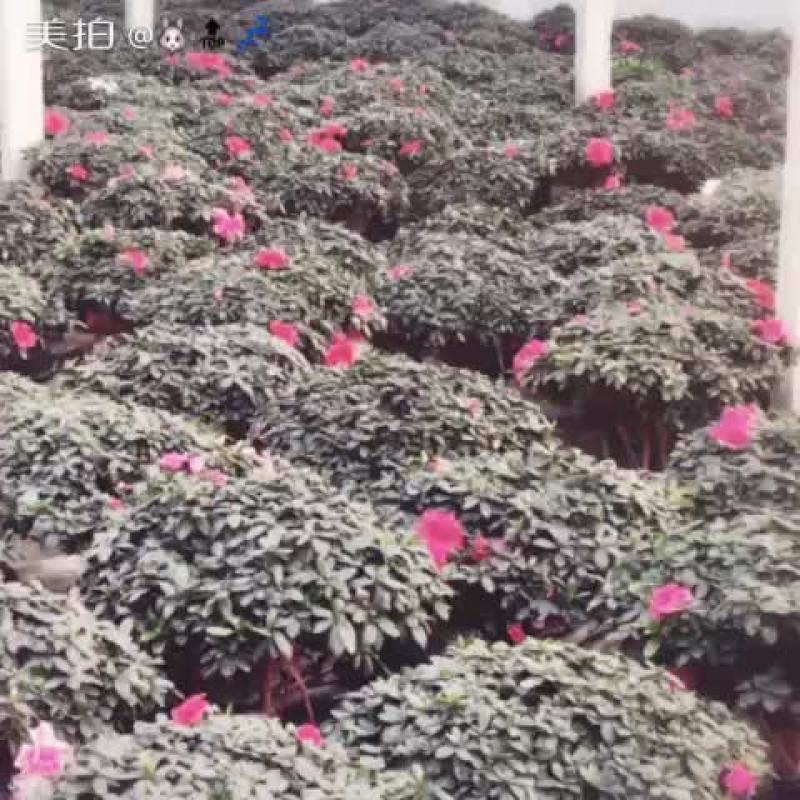 开花杜鹃出售