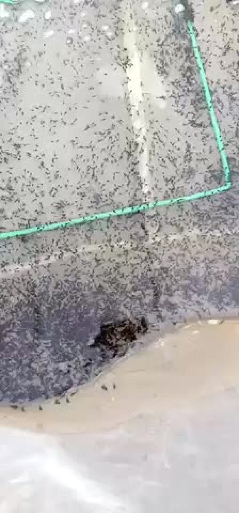 牛蛙