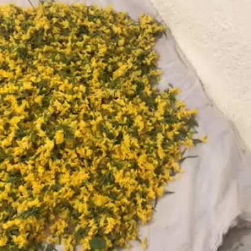 现货小黄瓜花大批量发货