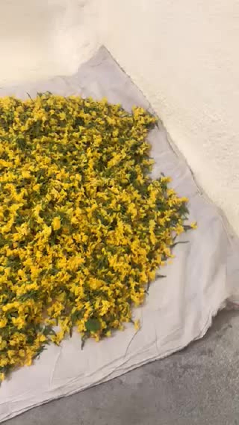 现货小黄瓜花大批量发货
