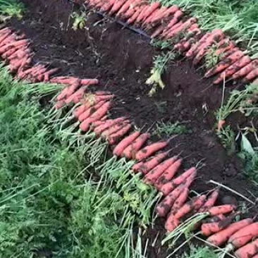 胡萝卜