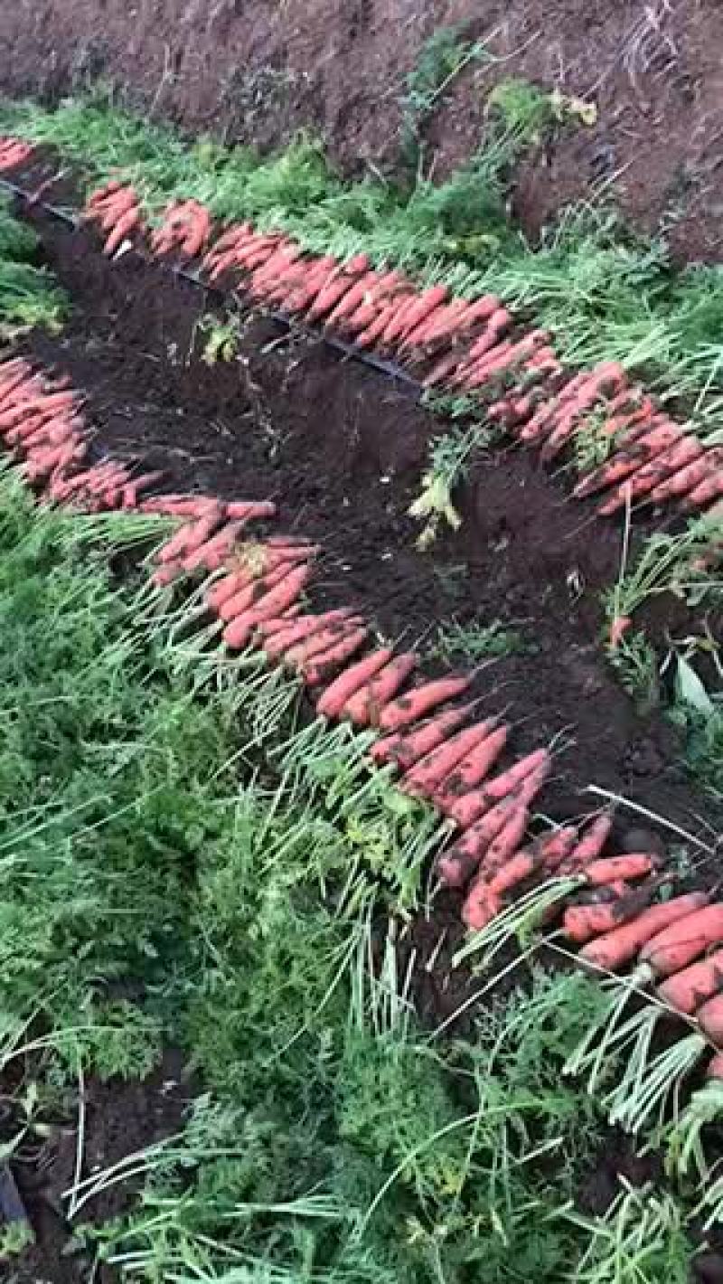 胡萝卜