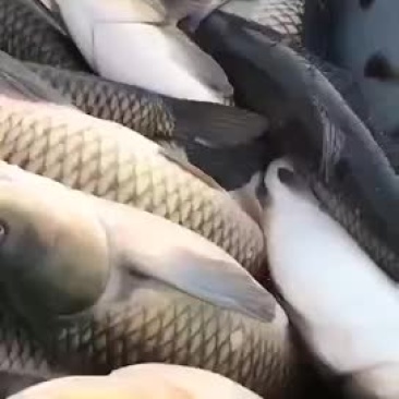 草鱼