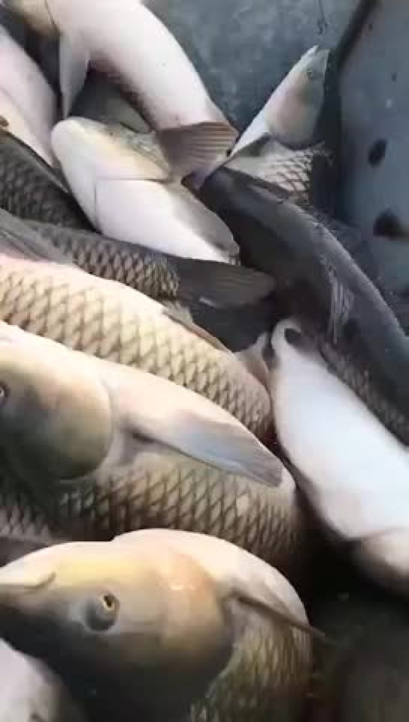 草鱼