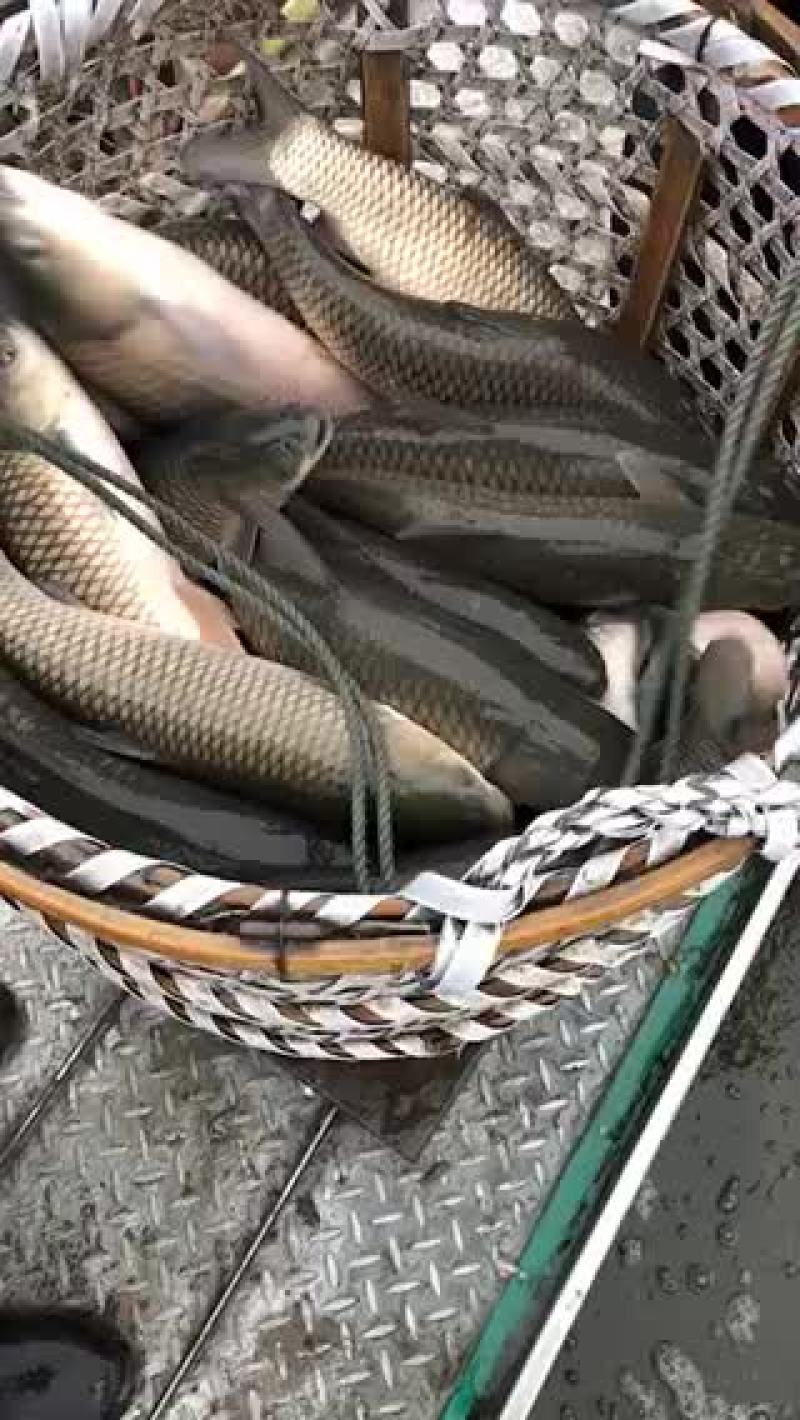 草鱼苗，近照拍摄，条形好