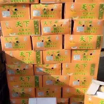 供应缅甸西瓜，黄皮，西周蜜