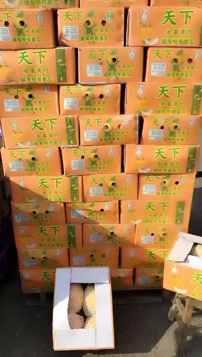 供应缅甸西瓜，黄皮，西周蜜